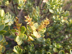 Veronica glaucophylla