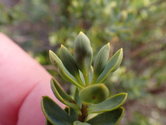 Veronica glaucophylla