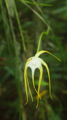 Brassavola cucullata