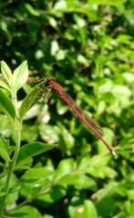 Oxyagrion rubidum