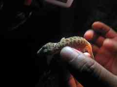 Phyllodactylus lanei