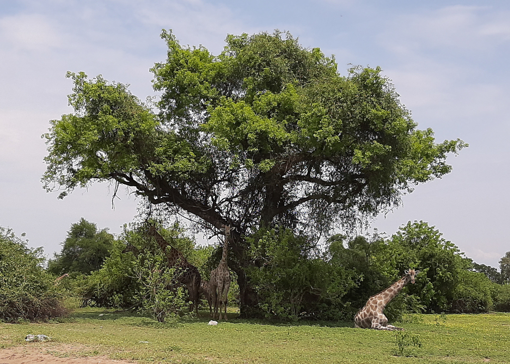 Giraffa giraffa giraffa, Chobe, BW-CH, BW-CH-CH, BW, by andre_vm15