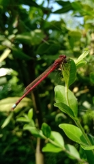 Oxyagrion rubidum
