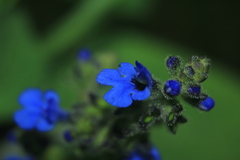 Salvia palifolia