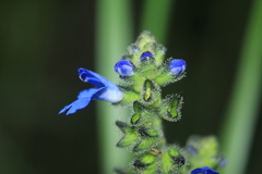 Salvia palifolia