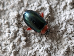 Disonycha collata