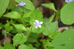 Viola × brauniae