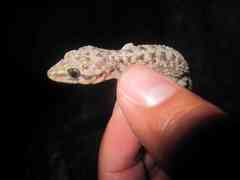 Phyllodactylus lanei