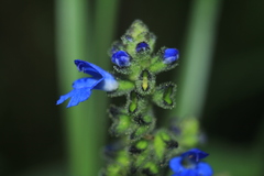 Salvia palifolia