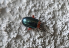 Disonycha collata