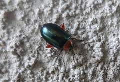 Disonycha collata