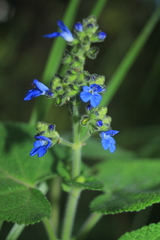 Salvia palifolia