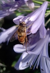 Eristalis tenax