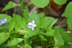 Viola × brauniae