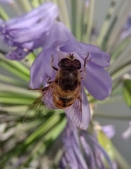 Eristalis tenax