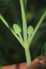 Salvia palifolia