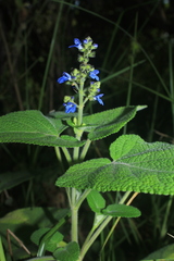 Salvia palifolia