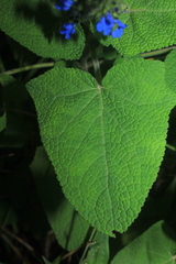 Salvia palifolia