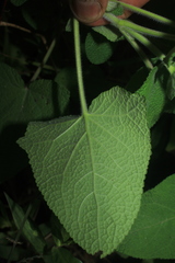 Salvia palifolia