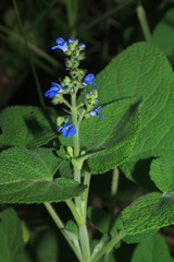 Salvia palifolia