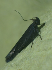Neofaculta ericetella