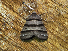 Flammona quadrifasciata