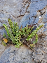 Polypodium pellucidum vulcanicum