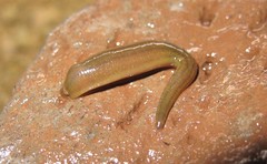 Erpobdellidae