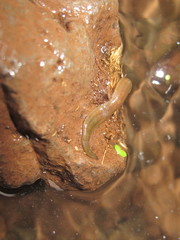 Erpobdellidae