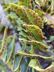 Polypodium pellucidum vulcanicum
