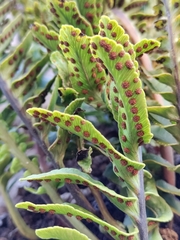 Polypodium pellucidum vulcanicum
