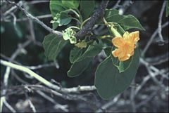 Cordia subcordata