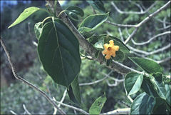 Cordia subcordata