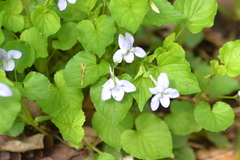 Viola × malteana