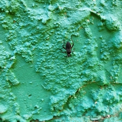 Phthiacnemia picta