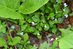 Viola × malteana