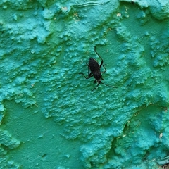 Phthiacnemia picta