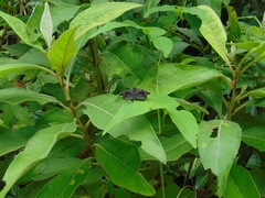 Helias phalaenoides