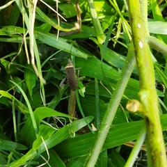 Phthiacnemia picta