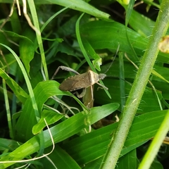 Phthiacnemia picta