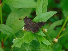 Incisus incisus