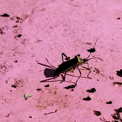 Phthiacnemia picta