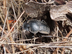 Scarabaeus cicatricosus