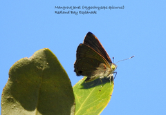 Hypochrysops epicurus
