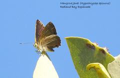 Hypochrysops epicurus