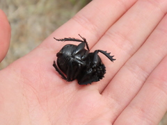 Scarabaeus cicatricosus