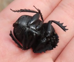 Scarabaeus cicatricosus