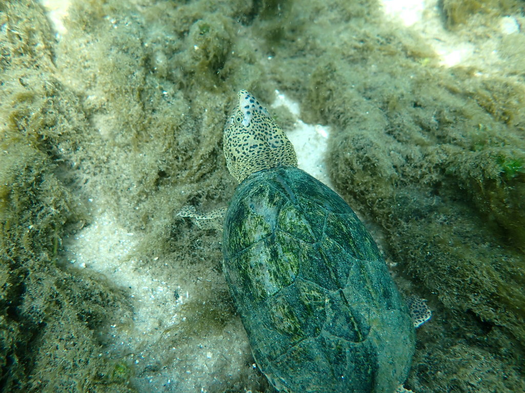 ヒメニオイガメ