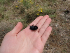 Scarabaeus cicatricosus