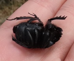 Scarabaeus cicatricosus